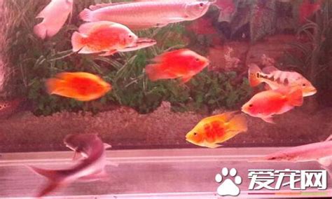 紅招財魚|【紅招財魚】讓你財源滾滾來！紅招財魚養殖入門指南